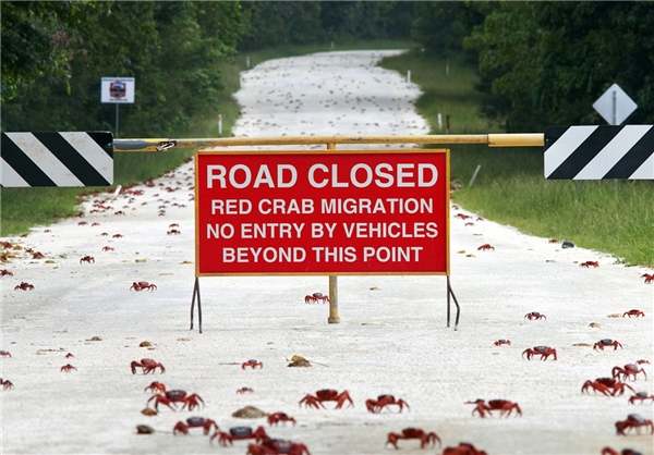 40 میلیون خرچنگ در خیابان های استرالیا (عکس)