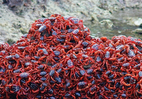 40 میلیون خرچنگ در خیابان های استرالیا (عکس)