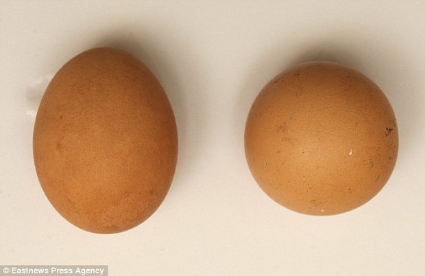 تخم‌مرغی که 2.5 میلیون تومان می‌ارزد! (+عکس)