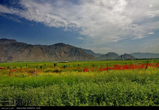 دشت گلهای شقایق - خرم آباد (عکس)