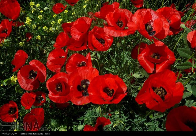 دشت گلهای شقایق - خرم آباد (عکس)
