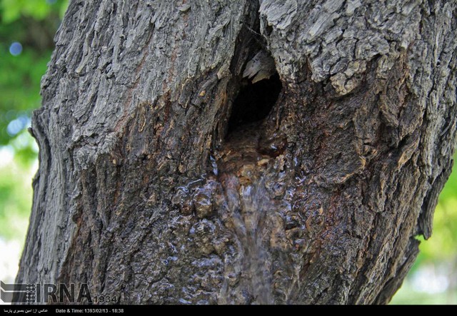 جوشش آب از دل درخت در همدان (عکس)