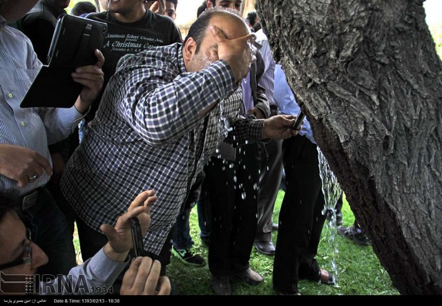 جوشش آب از دل درخت در همدان (عکس)