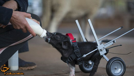 بچه خوکی که با صندلی چرخدار راه می‌رود (عکس)