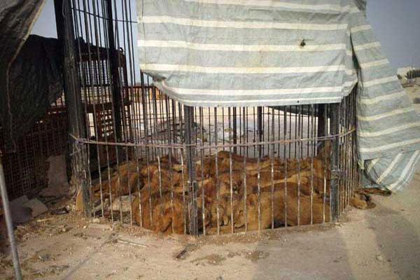 وضعیت رقت انگیز 30 شیر آفریقایی در قفس 2 متری در قشم (+عکس)