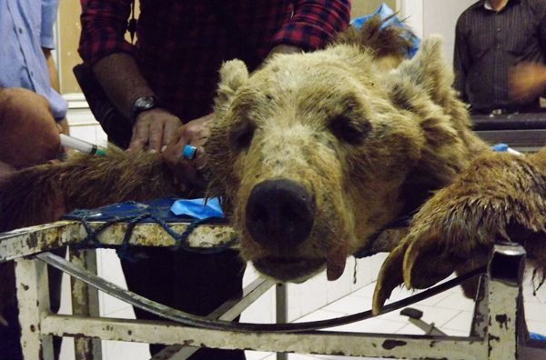 قتل یک ماده خرس در کرمانشاه با 100 گلوله! (+عکس)