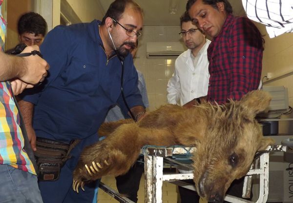قتل یک ماده خرس در کرمانشاه با 100 گلوله! (+عکس)