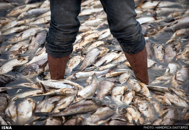 مرگ ۲ میلیون ماهی در سد فشافویه