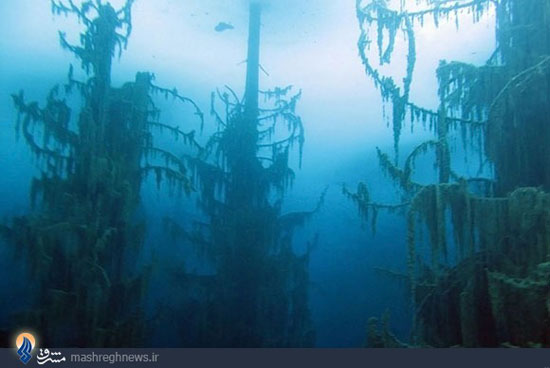 جنگلی در زیر آب (عکس)