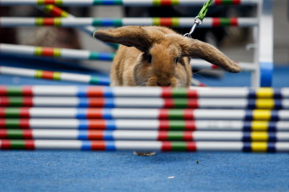 مسابقه پرش خرگوشی (عکس)