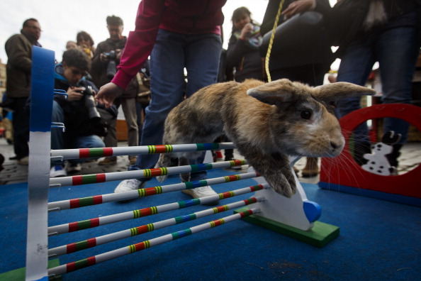مسابقه پرش خرگوشی (عکس)