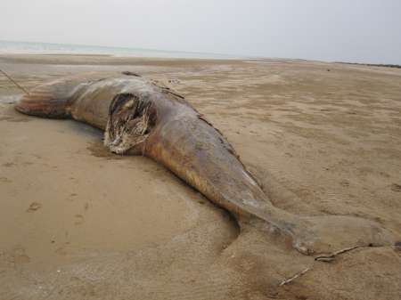 پیدا شدن لاشه نهنگ در ساحل دیلم بوشهر (+عکس)