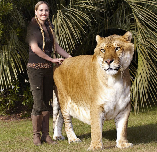 بزرگ‌ ترین گربه‌ سان جهان (+عکس)