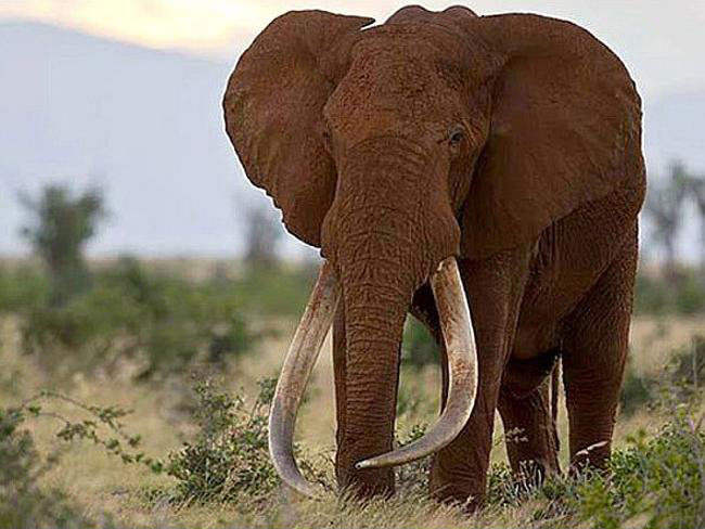 سلطان فیل‌های آفریقا کشته شد