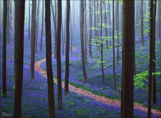 زیباترین جنگل دنیا (عکس)