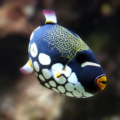 ماهی زیبا با نام تریگر دلقک (عکس)