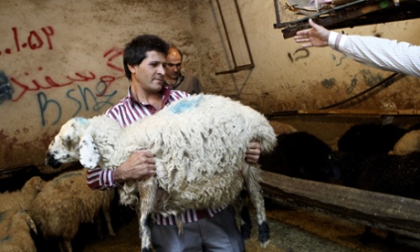 مخالفت انجمن های مدافع حقوق حیوانات استرالیا به از سرگیری صادرات گوسفند زنده  به ایران