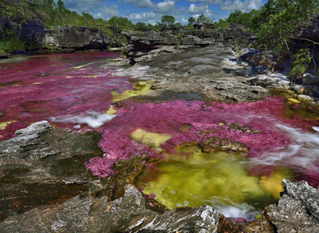 رودخانه ۵ رنگ کلمبیا (عکس)