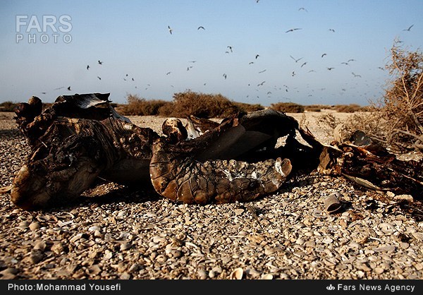 بهشت پرندگان دریایی - بوشهر (عکس)