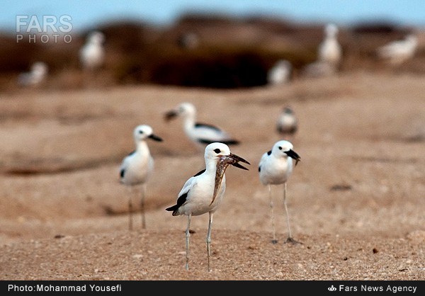 بهشت پرندگان دریایی - بوشهر (عکس)