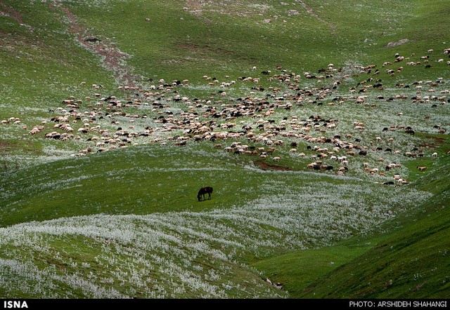 طبیعت زیبای جواهر دشت گیلان (عکس)