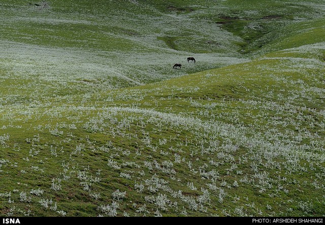 طبیعت زیبای جواهر دشت گیلان (عکس)