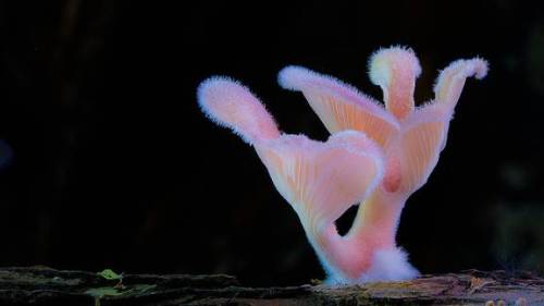 دنیای شگفت انگیز قارچ ها (عکس)