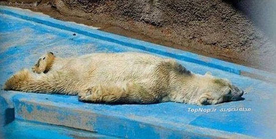افسرده ترین خرس دنیا (عکس) 1