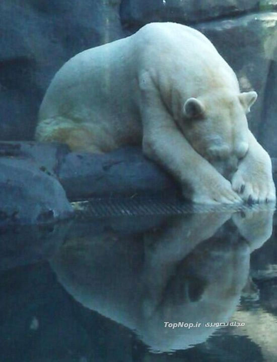 افسرده ترین خرس دنیا (عکس) 1