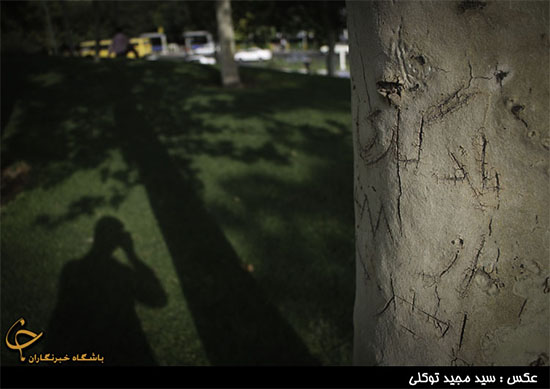 زخم یادگاری بر اندام درختان (+عکس)