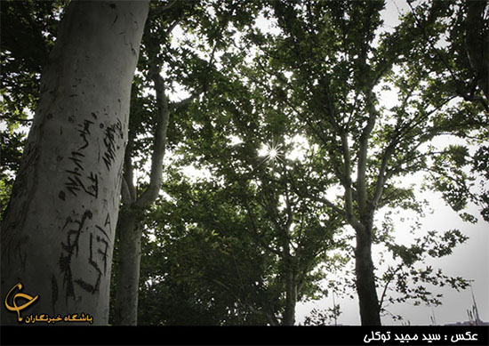 زخم یادگاری بر اندام درختان (+عکس)