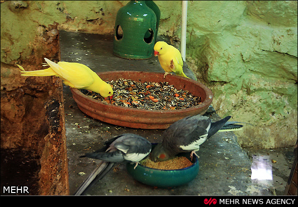 باغ پرندگان اصفهان (عکس)