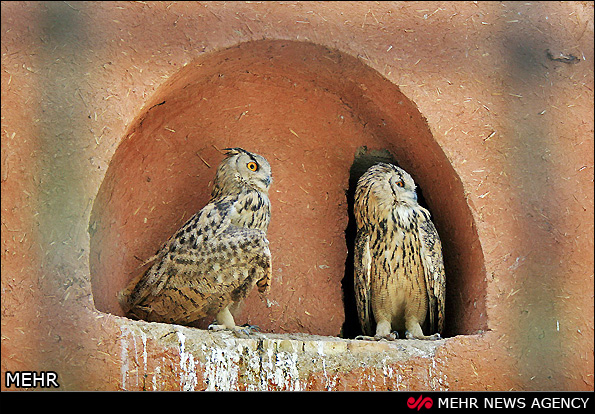 باغ پرندگان اصفهان (عکس)