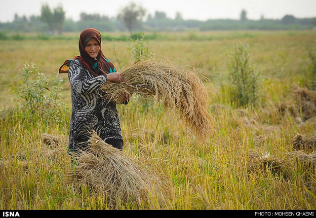 برداشت برنج در مازندران (عکس)