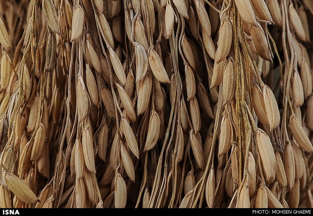 برداشت برنج در مازندران (عکس)