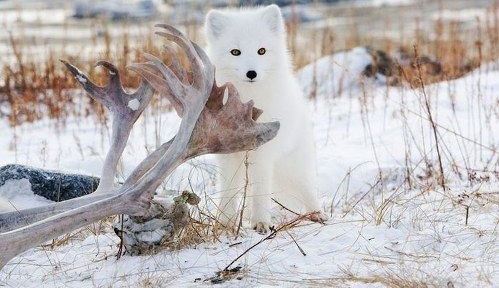 روباه قطبی، زیباترین پستاندار زمین (عکس)
