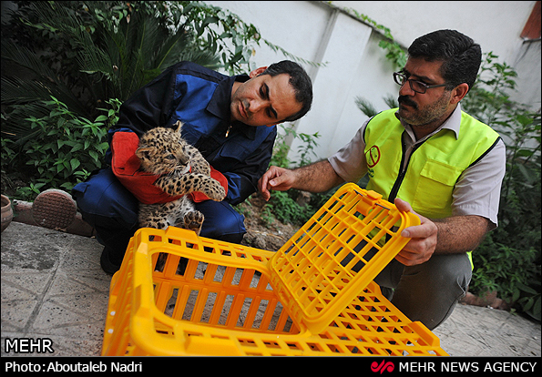 نگهداری 2 توله پلنگ رها شده - گلستان (عکس)