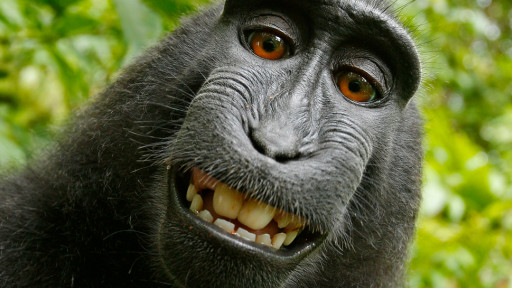'سلفی' جنجالی یک میمون در ویکی‌پدیا (+عکس)