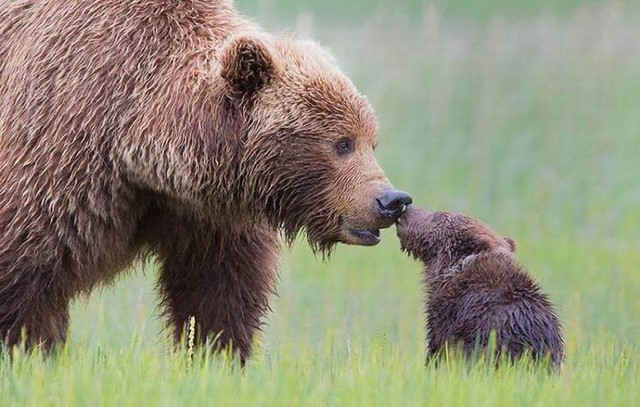 زیبایی های مهر مادری در میان حیوانات (عکس)