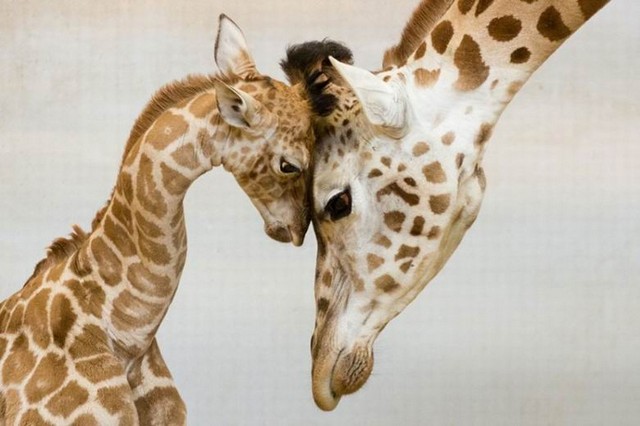 زیبایی های مهر مادری در میان حیوانات (عکس)