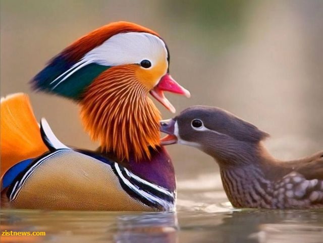 زیباترین اردک جهان(عکس)
