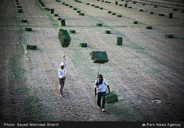 برداشت علوفه - استان مرکزی (عکس)