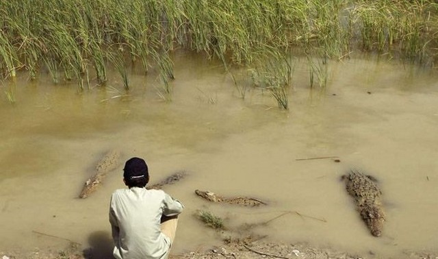 تمساح هایی که در سیستان و بلوچستان برکت می آورند! (+عکس)