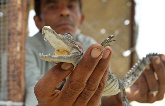 تمساح هایی که در سیستان و بلوچستان برکت می آورند! (+عکس)