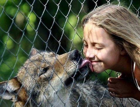 رابطه عجیب دختر 10 ساله با گرگ ها ! (+عکس)