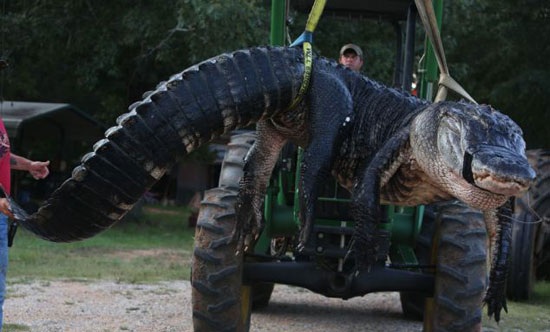 کشف بزرگترین تمساح جهان (+عکس)