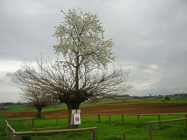 رشد یک درخت روی درخت دیگر! (+عکس)