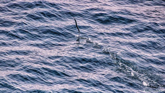 ماهی‌های پرنده در خلیج‌ فارس (+عکس)