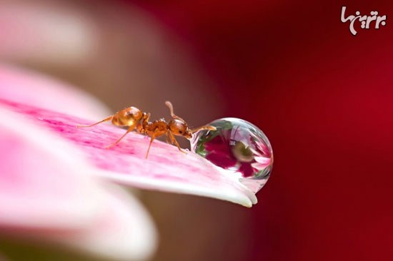 آب خوردن مورچه ها (عکس)
