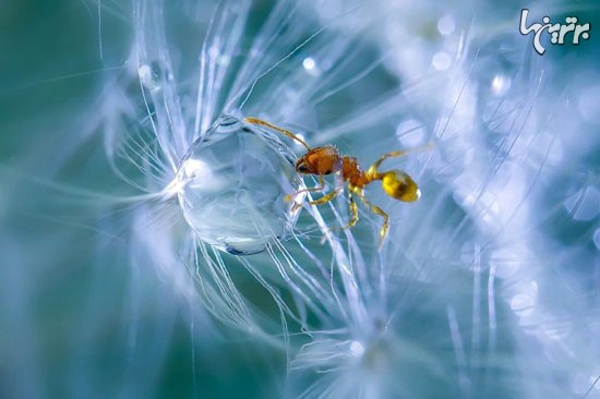 آب خوردن مورچه ها (عکس)